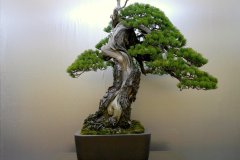 五葉松盆栽 japanese white pine