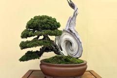 真柏盆栽 chinese juniper