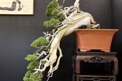 真柏盆栽 chinese juniper