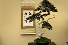 真柏盆栽 chinese juniper