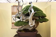 真柏盆栽 chinese juniper