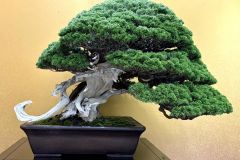 真柏盆栽 chinese juniper