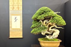 真柏盆栽 chinese juniper