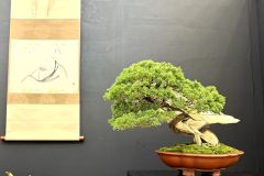 真柏盆栽 chinese juniper