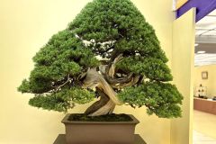 真柏盆栽 chinese juniper