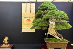 真柏盆栽 chinese juniper