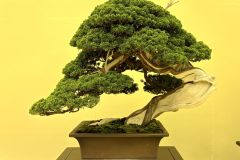 真柏盆栽 chinese juniper