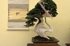 真柏盆栽 chinese juniper