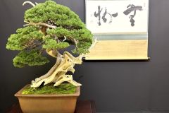 真柏盆栽 chinese juniper