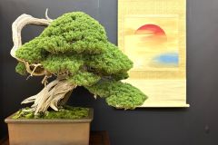 真柏盆栽 chinese juniper