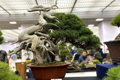 真柏盆栽 chinese juniper