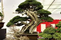 真柏盆栽 chinese juniper