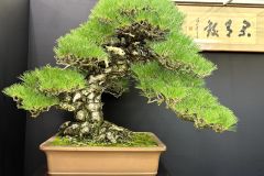 黒松盆栽 Japanese black pine