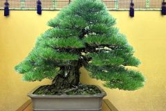 黒松盆栽 Japanese black pine