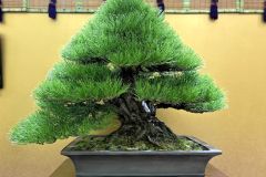 黒松盆栽 Japanese black pine