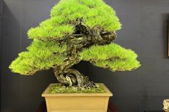 黒松盆栽 Japanese black pine