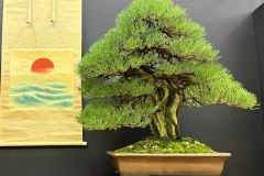 黒松盆栽 Japanese black pine