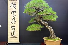 赤松盆栽 Japanese red pine