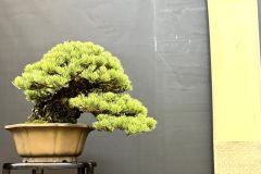 五葉松盆栽 japanese white pine