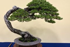 五葉松盆栽 japanese white pine