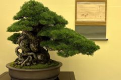 五葉松盆栽 japanese white pine