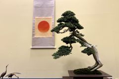 杜松盆栽 Needle Juniper