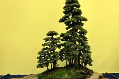 杜松盆栽 Needle Juniper