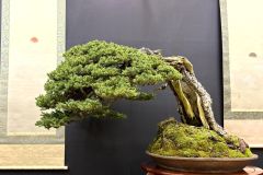 蝦夷松盆栽 ezo spruce