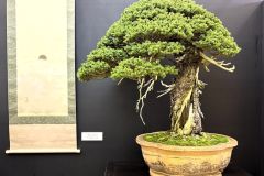 蝦夷松盆栽 ezo spruce