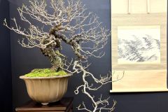 Japanese-apricot-bonsai-tree-008