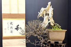 Japanese-apricot-bonsai-tree-009