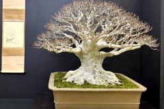 Japanese-beech-bonsai-tree-005