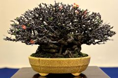 Japanese-quince-bonsai-tree-016