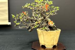 Japanese-quince-bonsai-tree-017