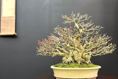 Japanese-winterberry-bonsai-tree-004