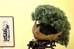 Osteomeles-subrotunda-bonsai-tree-005