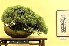 Osteomeles-subrotunda-bonsai-tree-006