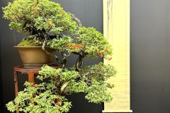 Pyracantha-bonsai-tree-005