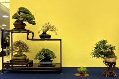 Tanakazari-bonsai-trees-043