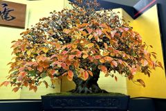 chinese-quince-bonsai-tree-007