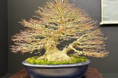 japanese-maple-bonsai-tree-021