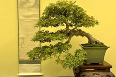 japanese-maple-bonsai-tree-022