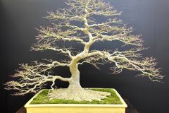 japanese-maple-bonsai-tree-023