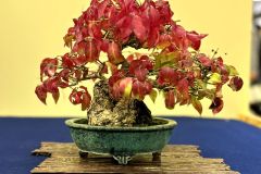 komayumi-Spindle-tree-bonsai-tree-005