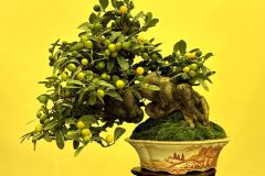 kumquat-bonsai-tree-001