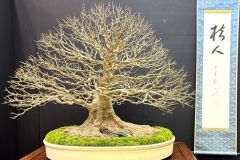 maple-bonsai-tree-004