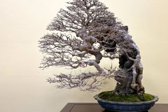 maple-bonsai-tree-005