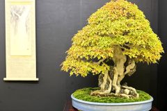 maple-bonsai-tree-006