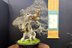 maple-bonsai-tree-007