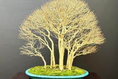 maple-bonsai-tree-008